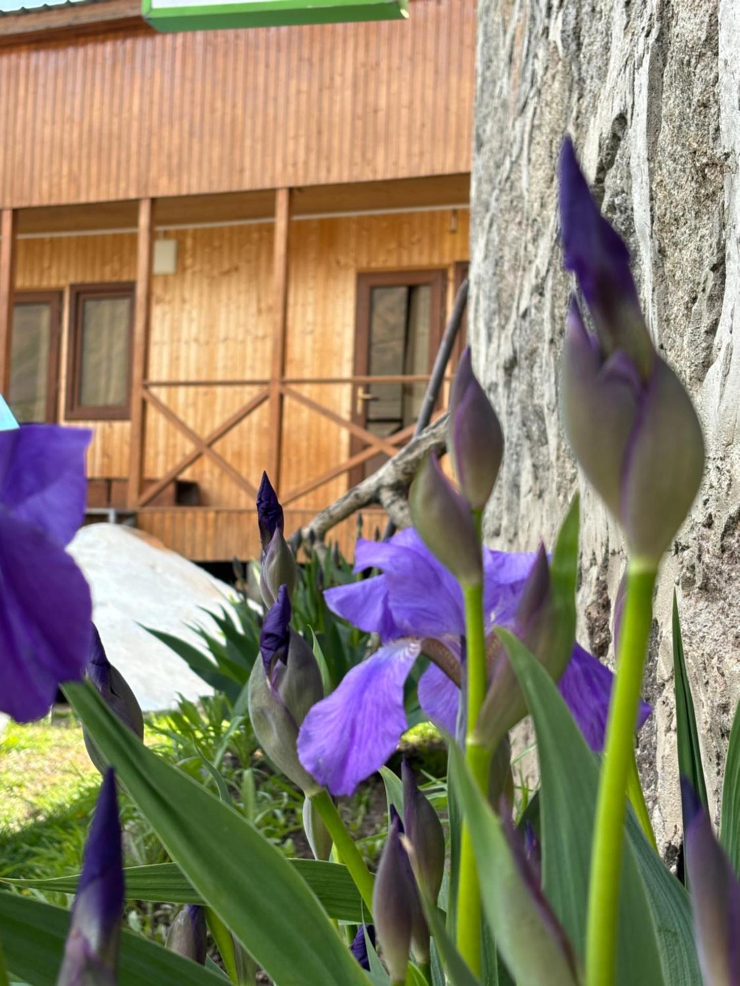 Family Hostel Nika คัซเบกี ภายนอก รูปภาพ